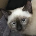 c-bass's profile picture