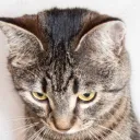 Down Cat's profile picture