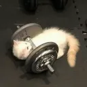 Percs's profile picture