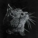 psm's profile picture